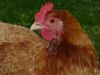 thumb_lady_frances_with_the_fluffy_bottom_and_the_softest_of_feathers~1.jpg