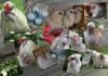 thumb_lavender_araucana.jpg
