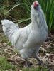 thumb_lavender_araucana_cockerel~1.jpg