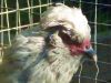 thumb_lavender_araucana_lady_~1.jpg