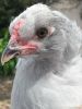 thumb_lavender_gang_member_5_alpha_chick~1.jpg