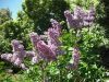 thumb_lilac_time_profusion.jpg