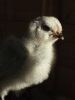 thumb_little_wheezy_at_15_days_old~1.jpg