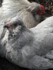 thumb_love_is_sharing_a_dust_bath~1.jpg
