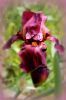 thumb_magenta_iris_-_copy.jpg