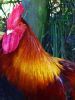 thumb_marans_rooster_1.jpg