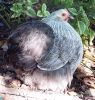 thumb_mealy_grey_pullet_3.jpg