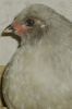 thumb_mr__rooster_baby_photo~1.jpg