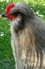 thumb_mr__rooster_deep_in_thought~1.jpg