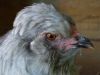 thumb_my_baby_s_have_left_the_nest~1.jpg