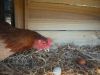 thumb_omg2c_i_m_sure_i_didn_t_lay_that_one__it_s_not_my_egg~1.jpg