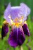 thumb_purple_iris_-_copy.jpg