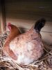 thumb_rear_view_of_lady_frances_laying_her_egg_today~1.jpg