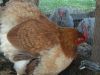 thumb_rooster_behaviour.jpg