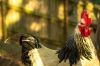 thumb_rooster_sunset-4040_2~1.jpg