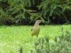 thumb_satin_bower_bird.jpg
