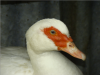 thumb_screen_shot_2012-06-08_at_2_38_16_pm~1.png
