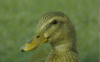 thumb_screen_shot_2012-06-09_at_5_34_51_pm~1.png