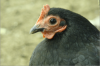 thumb_screen_shot_2012-06-09_at_5_35_06_pm~1.png