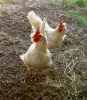 thumb_screen_shot_2012-06-11_at_11_19_24_pm~1.png