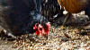 thumb_screen_shot_2012-06-12_at_6_17_14_pm~1.png