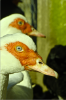 thumb_screen_shot_2012-06-24_at_10_13_56_pm~1.png