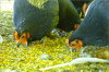 thumb_screen_shot_2012-06-25_at_5_56_56_pm~0.png