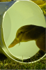 thumb_screen_shot_2012-06-25_at_5_57_52_pm~1.png