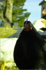 thumb_screen_shot_2012-06-25_at_5_58_18_pm~1.png