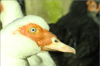 thumb_screen_shot_2012-06-25_at_8_24_35_pm~0.png