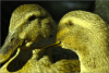 thumb_screen_shot_2012-06-25_at_8_25_12_pm~0.png