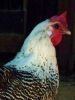 thumb_silver_campine_hen.jpg