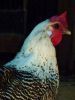 thumb_silver_campine_hen_0.jpg