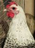 thumb_silver_campine_hen_28229~0.jpg