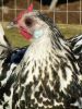 thumb_silver_spangled_hamburgh_hen~0.jpg