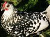 thumb_silver_spangled_hamburgh_in_the_sun~0.jpg