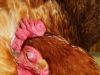 thumb_sleeping_in_the_softest_of_feathers~0.jpg