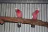 thumb_small_galah_pair.jpg