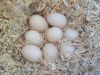 thumb_small_mandarin_eggs.jpg