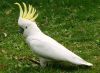 thumb_sulphur_crested_cockatoo_1~0.jpg