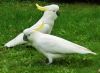 thumb_sulphur_crested_cockatoos~0.jpg