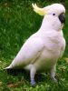 thumb_sulphur_crested_cockatoo~0.jpg
