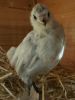 thumb_super_model_in_the_making_chick_2~0.jpg