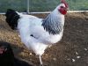 thumb_sussex_rooster_2.jpg