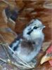 thumb_th_mynewchicks4-2.jpg