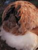 thumb_the_infamous_ever_so_soft_and_fluffy_tail_feathers~0.jpg
