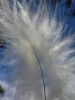thumb_the_softest_of_feathers~0.jpg