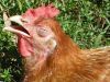 thumb_the_sun_on_my_feathers_feel_oh_so_good~0.jpg