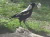 thumb_thieving_magpie.jpg