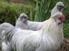 thumb_trio_of_lavender_araucanas.jpg